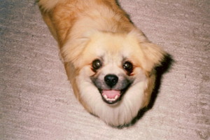 poju